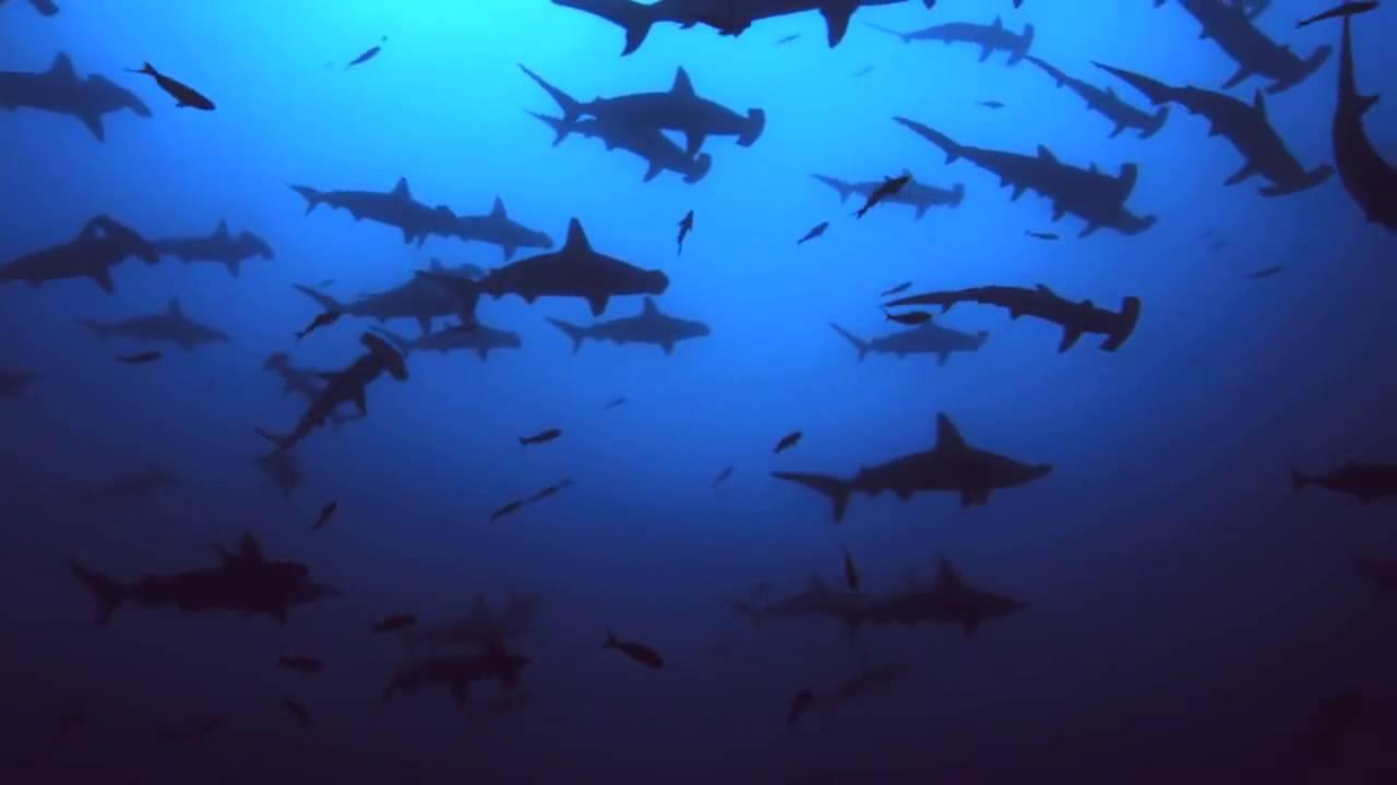 Shark poaching - excerpt from Planet Ocean the movie