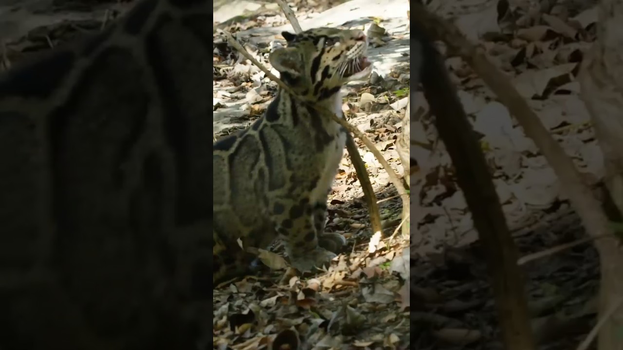 Clouded Leopards: Modern Day Saber-Tooths #WildCats #Animals #Leopard #Cats #Shorts