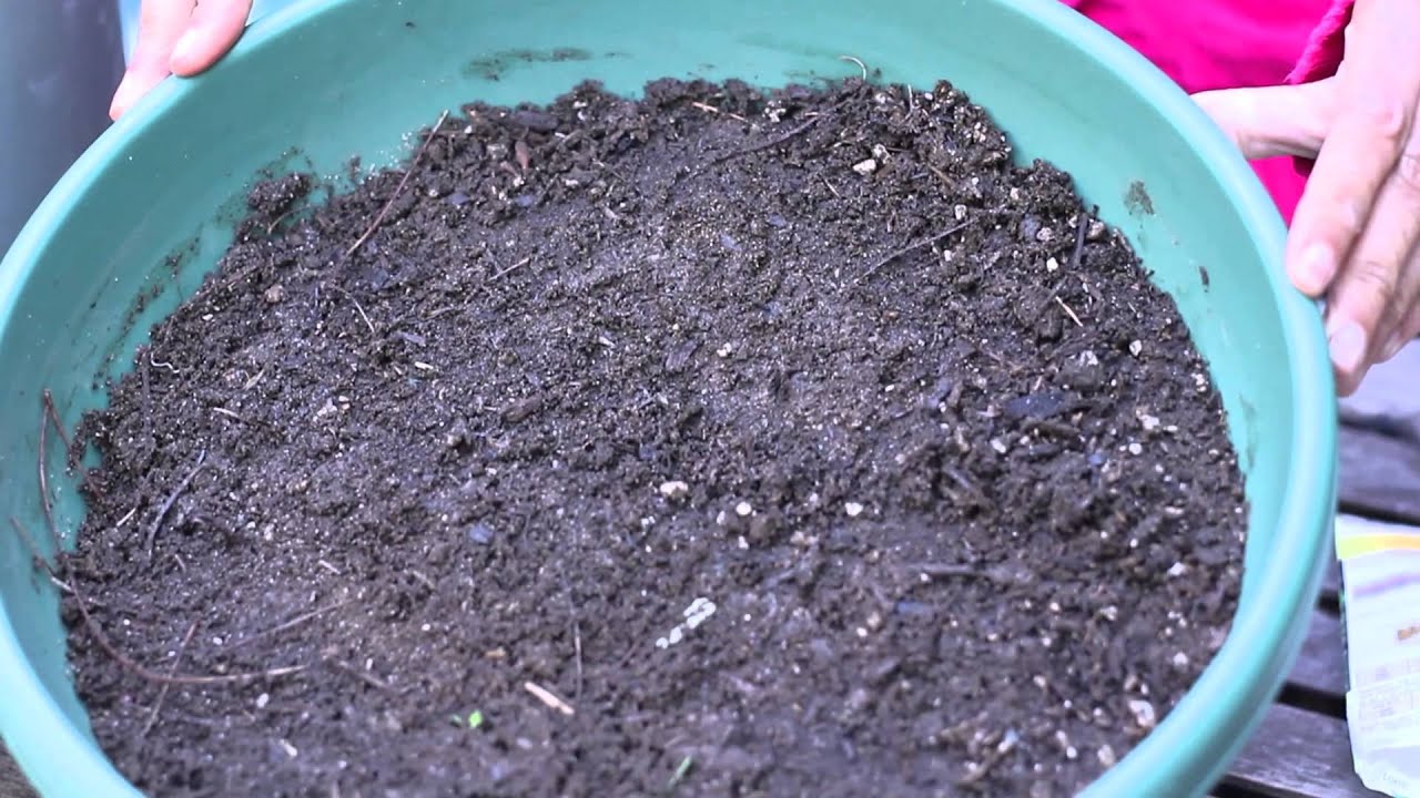 how-do-i-germinate-sunflower-seeds-planting-the-seed-youtube