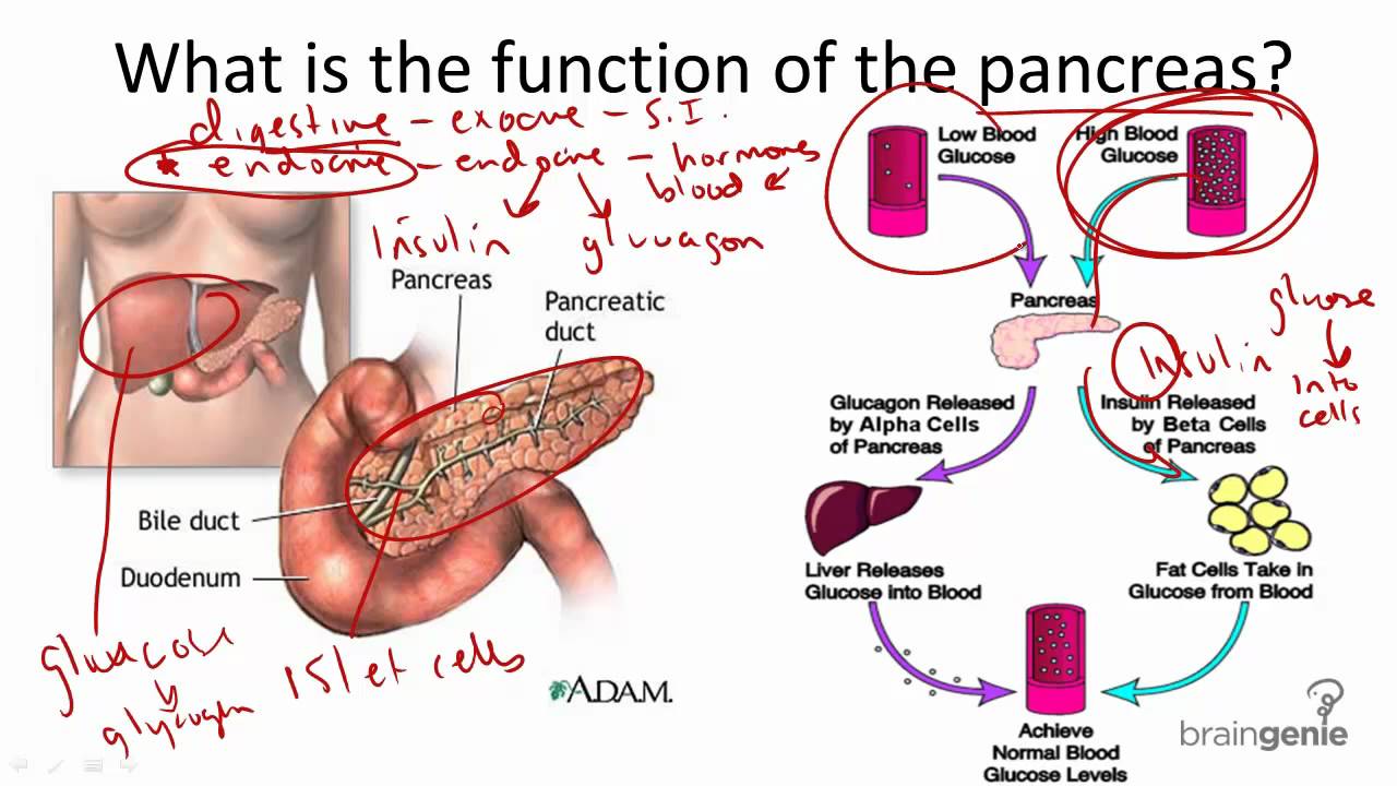 8 2 6 Pancreas Structure And Function YouTube