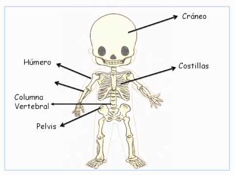 Esqueleto Del Cuerpo Humano Con Todos Los Nombres De Los Huesos Imagui