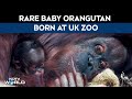 UK News | Rare Baby Bornean Orangutan Born At Chester Zoo