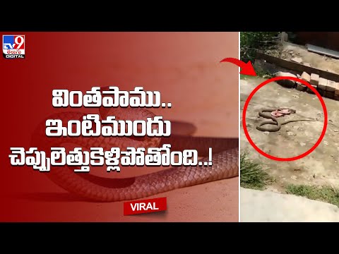 Viral video: Woman throws chappal on snake, see how it reacts