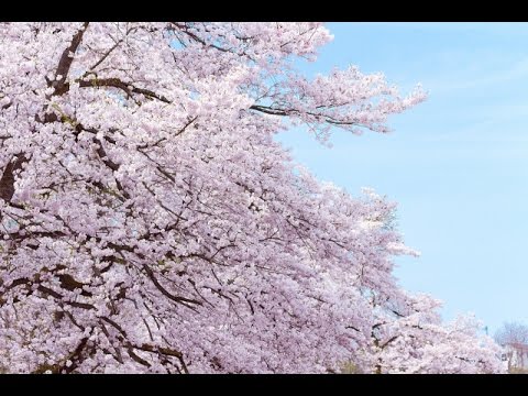SAKURA - いきものがかり (フル)