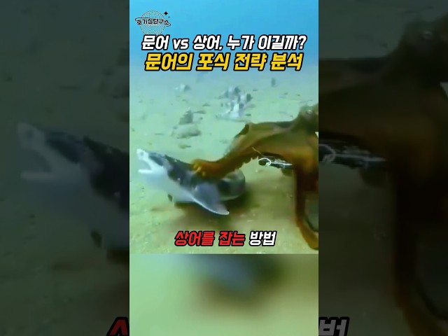 문어가 상어를 어떻게 잡을까? – 포식자 판단 전략 해설