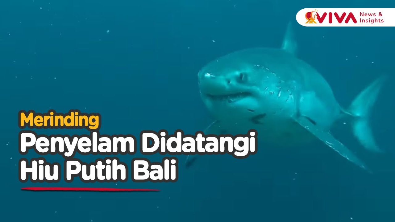 Langka! Hiu Putih Terekam Penyelam di Perairan Nusa Penida