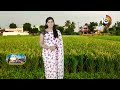 వరి విత్తనోత్పత్తి చేపట్టేవారు..తీసుకోవాల్సిన జాగ్రత్తలు |Paddy Seed Production |Matti Manishi| 10TV  - 06:37 min - News - Video