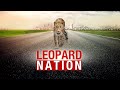 Leopard Nation: Wild Cats on the Prowl in Urban Jungle | The News9 Plus Show