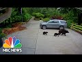 Bear Bites Woman Outside Washington State Home
