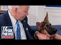 Biden repeatedly watched dog Commander attack Secret Service: Report