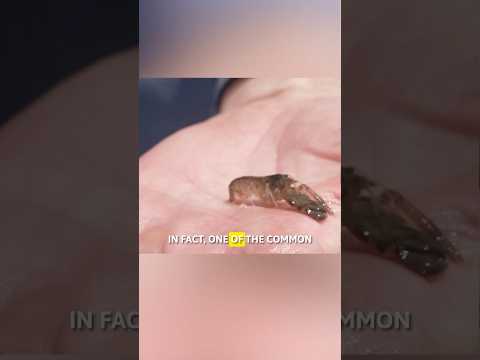 screenshot of youtube video titled Learn about the big-claw snapping shrimp and its surprising powers!