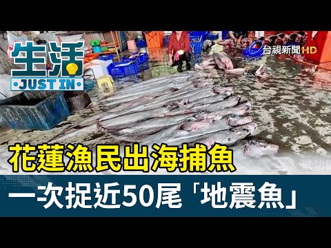 花蓮漁民出海捕魚 一次捉近50尾"地震魚"【生活資訊】