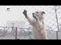 Animals caught in Ukraine war evacuated