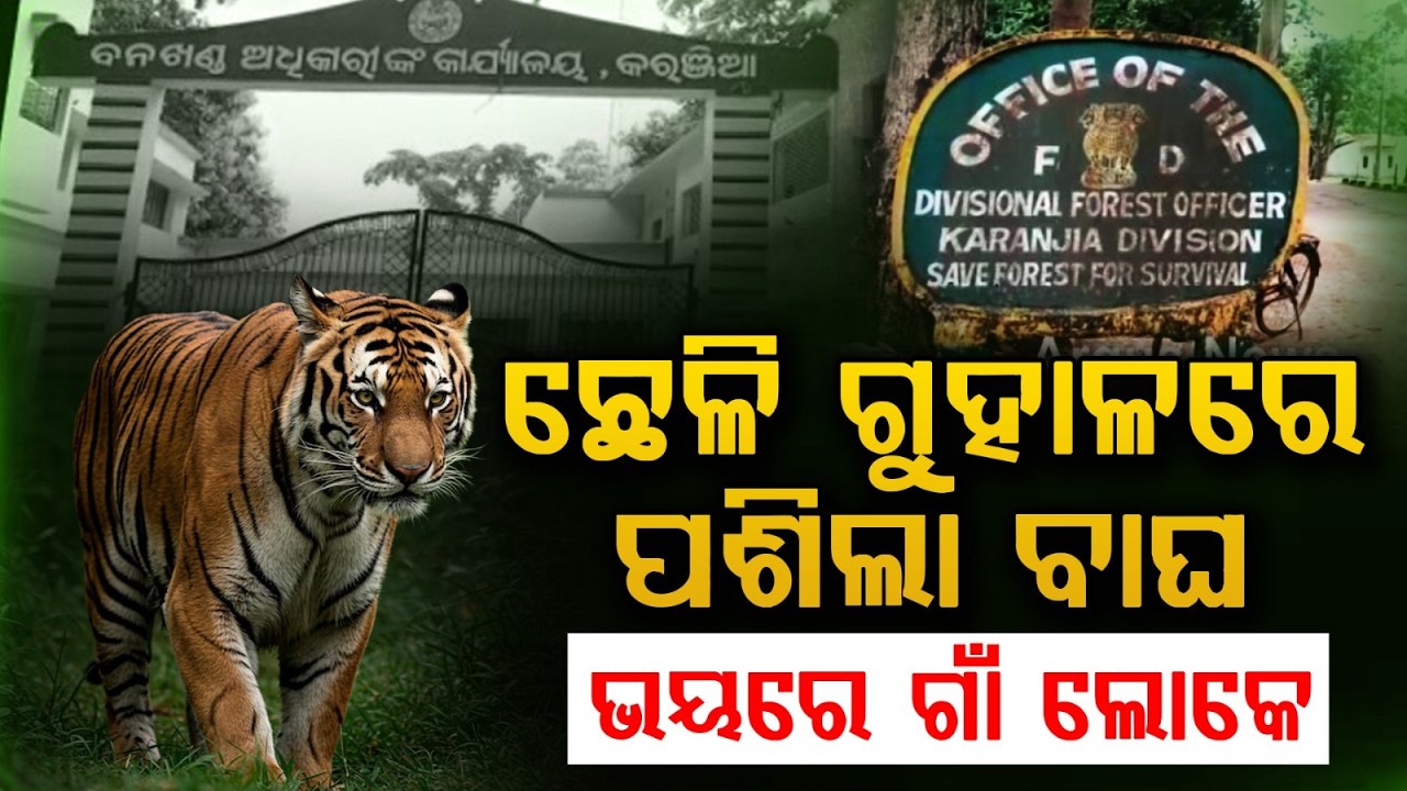 Wild Tiger Attacks Village Livestock Near Similipal: Panic In Karanjia | Argus News