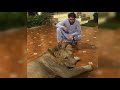 Disgrace: Syed Afridi has a chained lion at home
