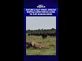 Nature’s Plot Twist: African Buffalo Herd Chases Away Lions In Masai Mara