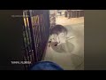 Kangaroo spotted near pool at Florida apartment complex  - 00:59 min - News - Video