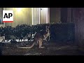 Kangaroo spotted near pool at Florida apartment complex