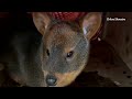 Tiny deer, big trouble: Chile’s pudu face growing peril | REUTERS  - 01:31 min - News - Video