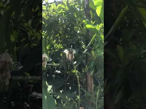 Vídeo da propriedade