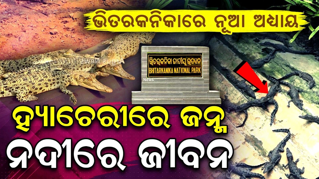 Crocodile Conservation In Bhitarkanika | Hatchery Success | Crocodile Hatchery | Argus News