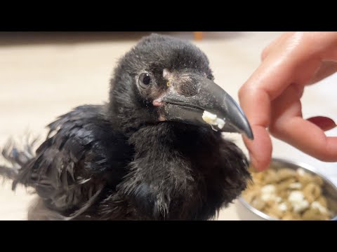 保護したカラス モリモリ食べて日々回復中 カラスのささみ 6 まとめちゅーぶ