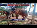 Selfie with Elephant Goes Wrong