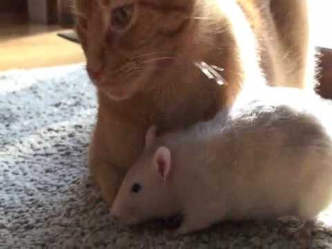 Глувче заљубено во мачка