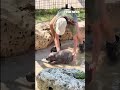HAPPY HIPPO: Baby pigmy hippo Mars keeps running back to the water #shorts #foxnews #animals  - 01:08 min - News - Video