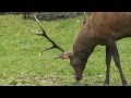 Miniatura video
