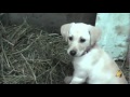 Bébé Labrador à l'écurie