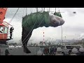 Stray whale that died in Osaka Bay is set to be buried to become skeletal specimen for museum  - 00:47 min - News - Video
