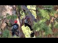 World’s largest tree, General Sherman, passes health check but faces climate threats  - 01:45 min - News - Video