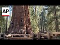 World’s largest tree, General Sherman, passes health check but faces climate threats