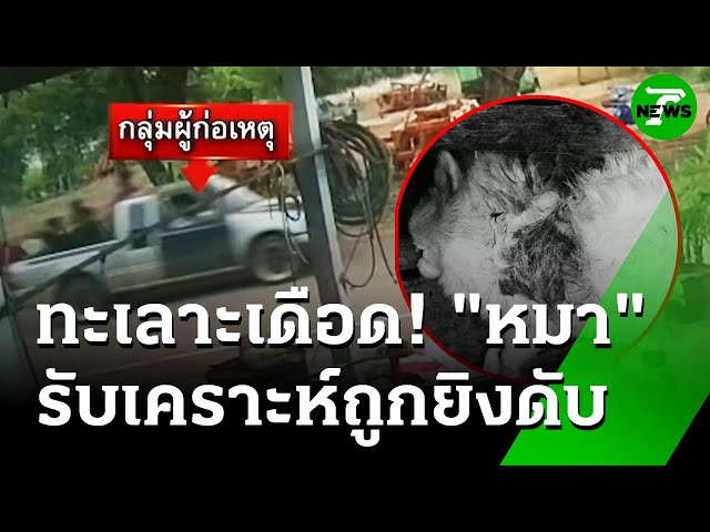 เขม่นงานกีฬา ตามมายิงถึงบ้าน ถูกหมาตาย | 14 ก.ค. 68 | ห้องข่าวหัวเขียว