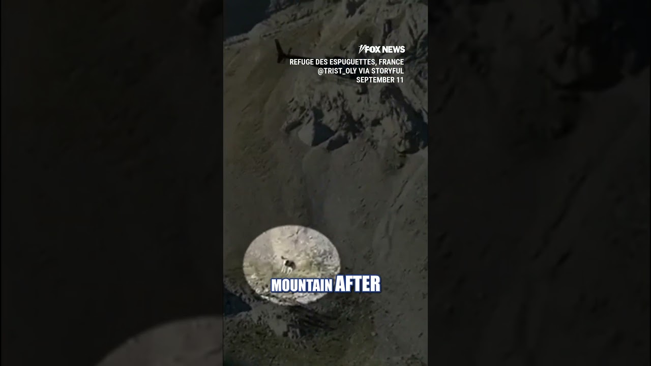 SEE IT: Cow AIRLIFTED from mountain in France #shorts