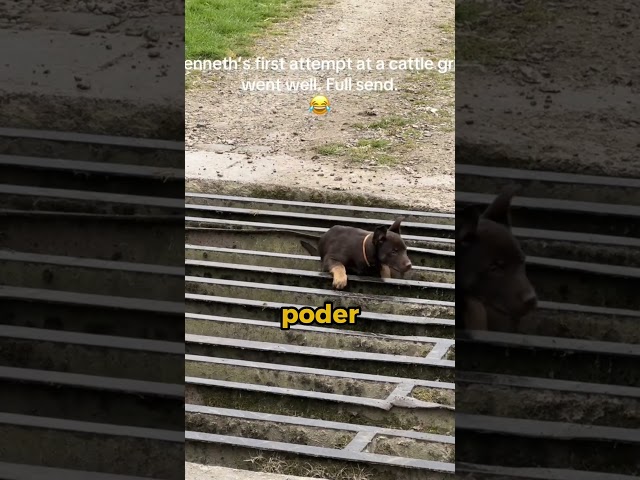 Este perro simplemente desapareció en una rejilla para ganado 😳 #shorts