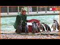 Penguins post their letters to Santa from London Zoo - 01:02 min - News - Video