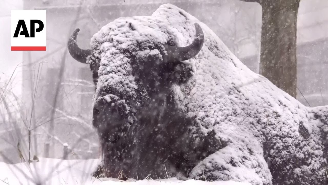 Animals in Chicago zoo delight in fresh snowfall