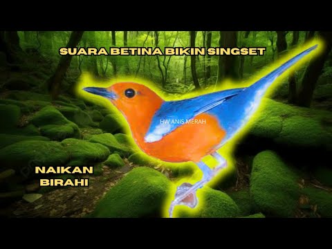 TERAPI SIULAN ANIS MERAH BETINA BIKIN SINGSET DIJAMIN PASTI KENCENG NGECIT 100% HW ANIS MERAH AMPUH!