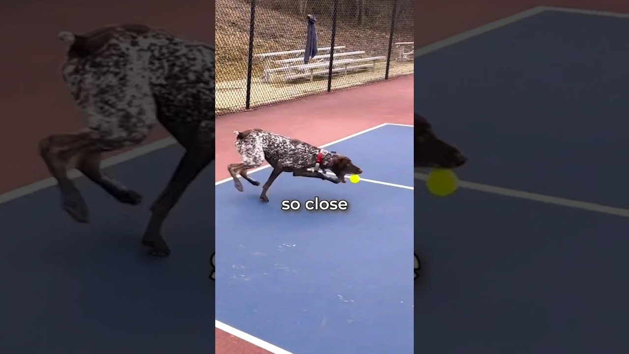 Can A Dog CATCH My Pickleball Serve?