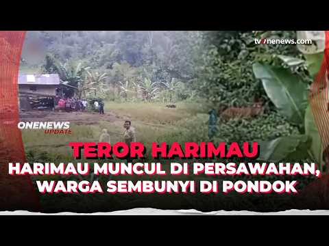 Kaget Harimau Sumatra Muncul, 10 Warga Agam Bersembunyi di Pondok 3 Jam | OneNews Update