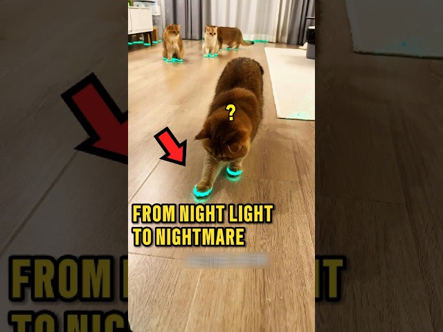He Regretted Putting These on His Cats 🤣❤️