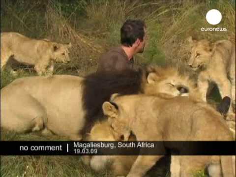 Гушкање со лавови