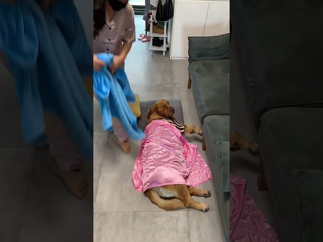 我有点冷，靠着你就是幸福温暖#狗狗 #金毛 #夫妻 #孕妈