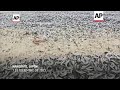 Miles de toneladas de sardinas muertas saturan playa en norte de Japón  - 01:26 min - News - Video