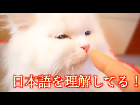 笑の猫親子のご飯風景だけれど時にはやばいカモ メンタルをやられて出戻って来た子猫 喧嘩で怪我をして出戻った 21 まとめちゅーぶ