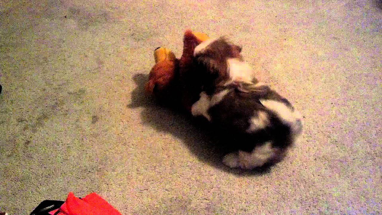 dog humping teddy bear