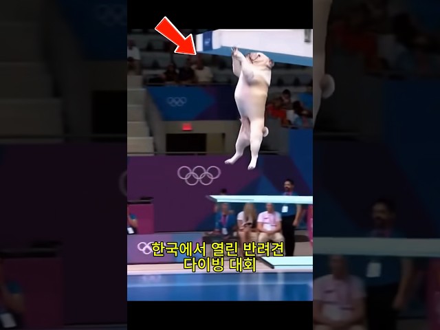 개 전용 다이빙 대회