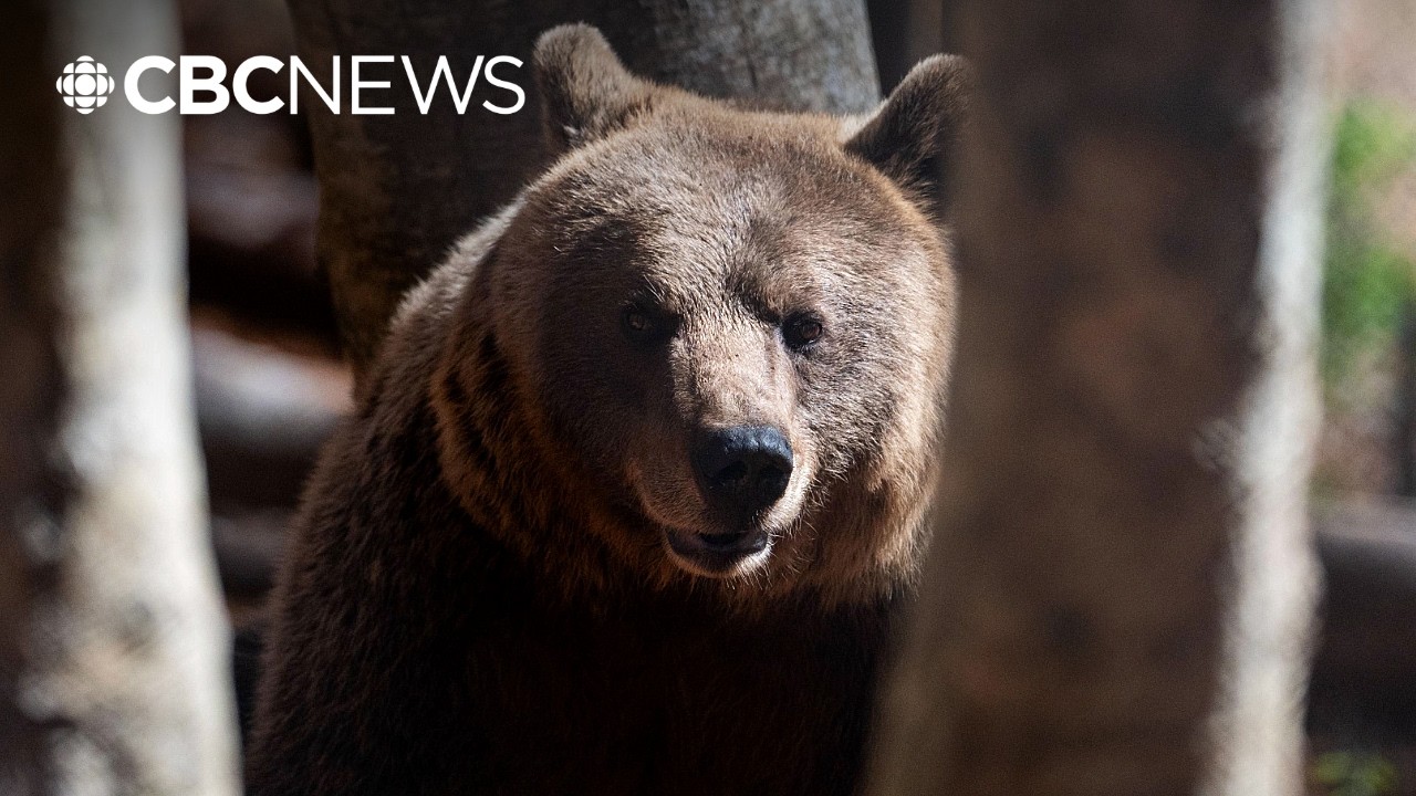 How to avoid a dangerous bear encounter, according to an expert